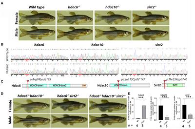 Loss of Deacetylation Enzymes Hdac6 and Sirt2 Promotes Acetylation of Cytoplasmic Tubulin, but Suppresses Axonemal Acetylation in Zebrafish Cilia